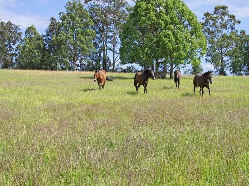 Lot 1151 Collombatti Road, Collombatti NSW 2440