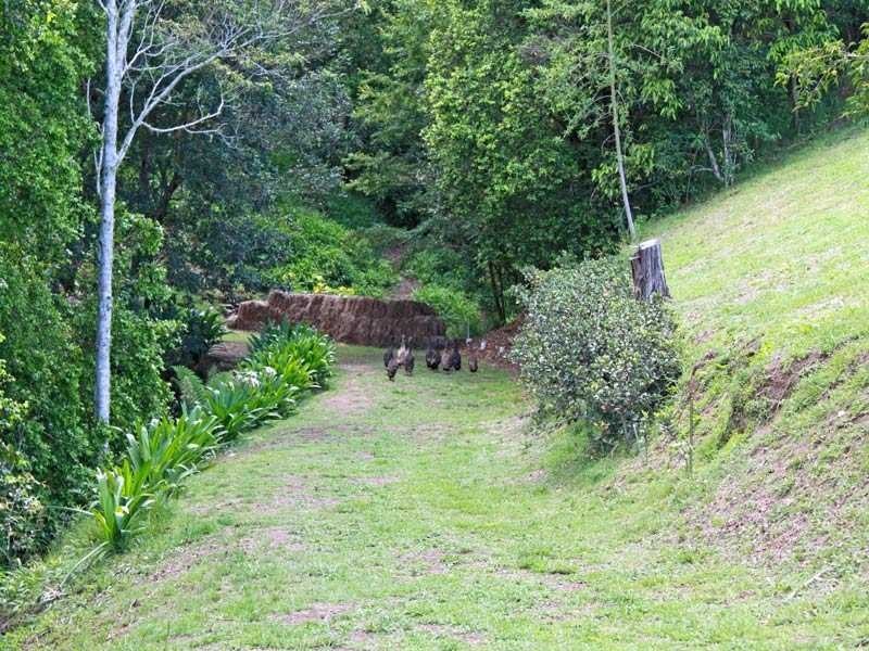 3567 Armidale Road, Bellbrook NSW 2440