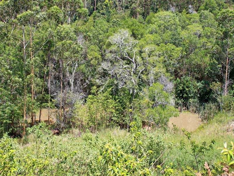Lot 1 DP 737237 Sun Valley Road, Cooperabung NSW 2441