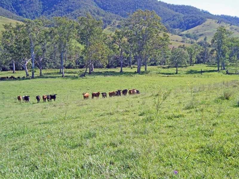 Mckenzies Creek Road, Willi Willi NSW 2440