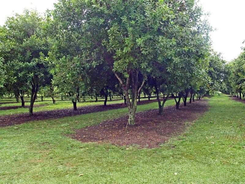 153 Right Bank Road, Belmore River NSW 2440