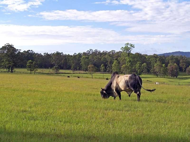 365 Temagog Road, Temagog NSW 2440