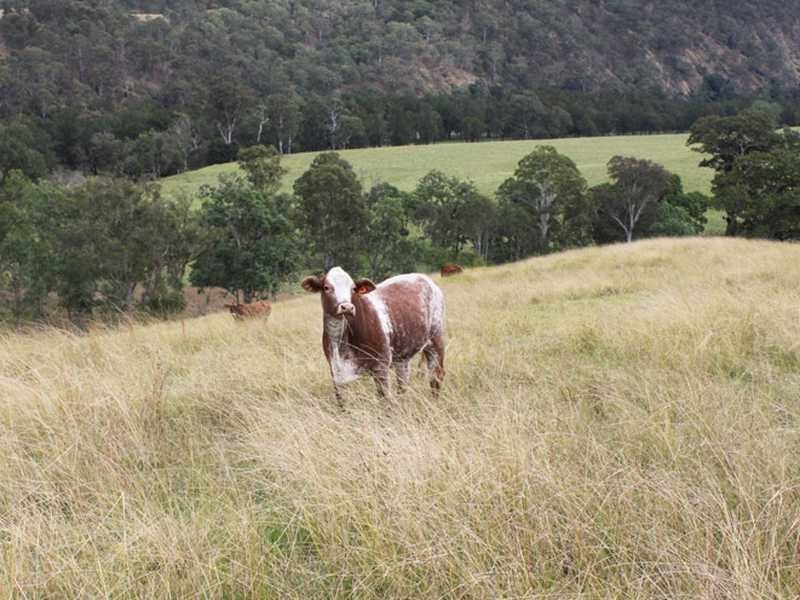 7986 Armidale Road, Comara NSW 2440