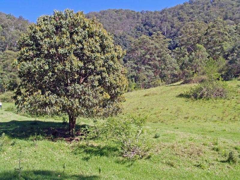 Lot 5 Armidale Road BELLBROOK VIA, Kempsey NSW 2440