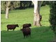 405 Findon Creek Road, Kyogle NSW 2474