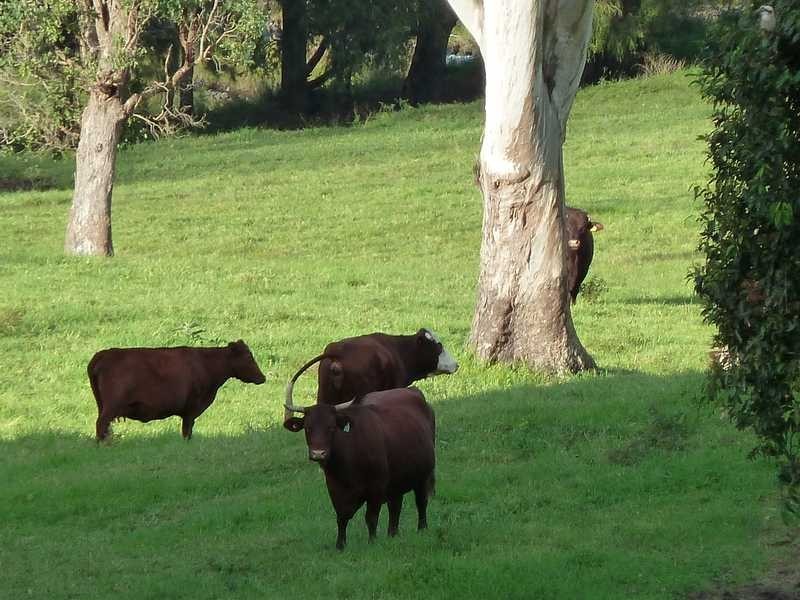405 Findon Creek Road, Kyogle NSW 2474