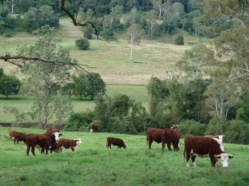 405 Findon Creek Road, Kyogle NSW 2474
