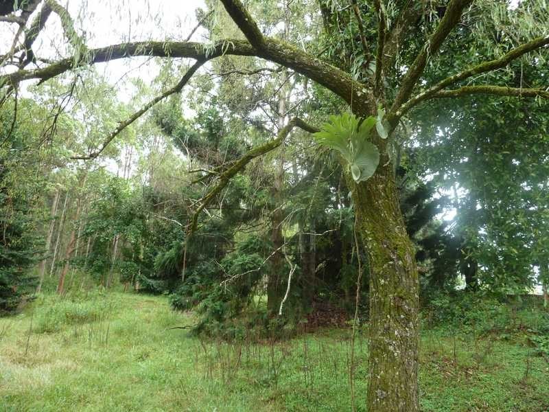 1053 Green Pigeon Road, Kyogle NSW 2474