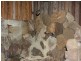 Old Bonalbo NSW 2469