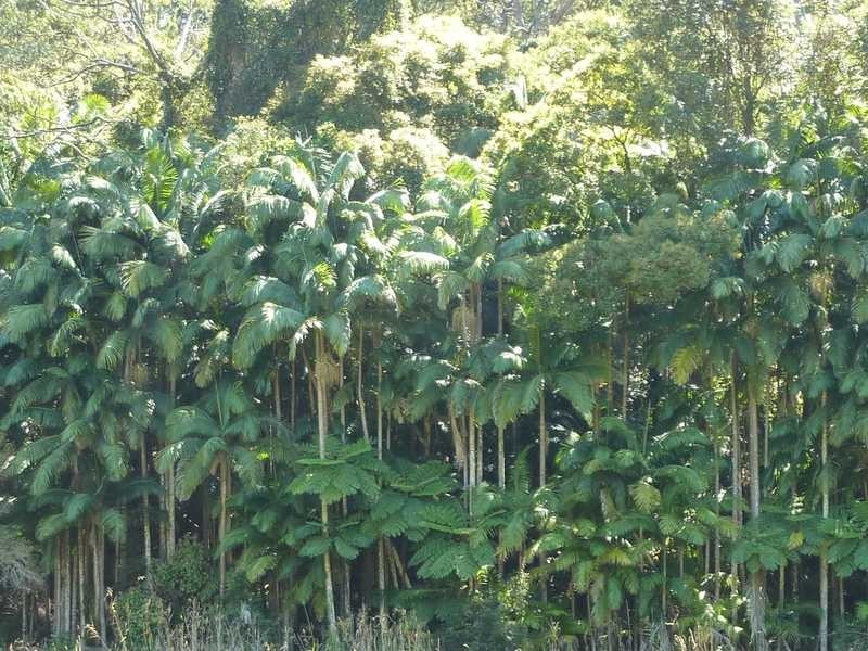 1125 Green Pigeon Road, Green Pigeon NSW 2474