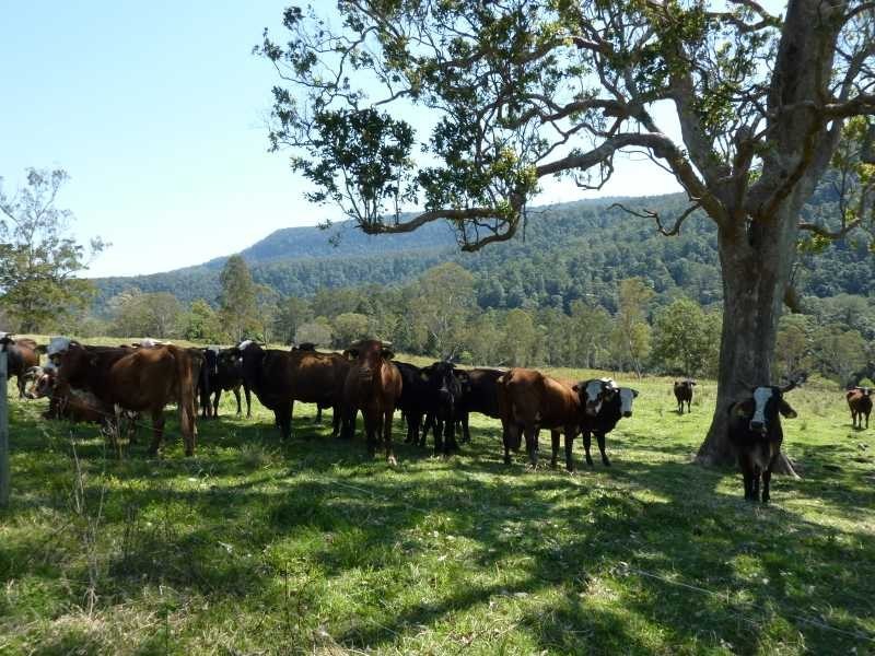 1125 Green Pigeon Road, Green Pigeon NSW 2474