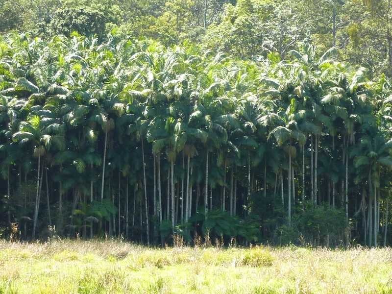 1125 Green Pigeon Road, Green Pigeon NSW 2474