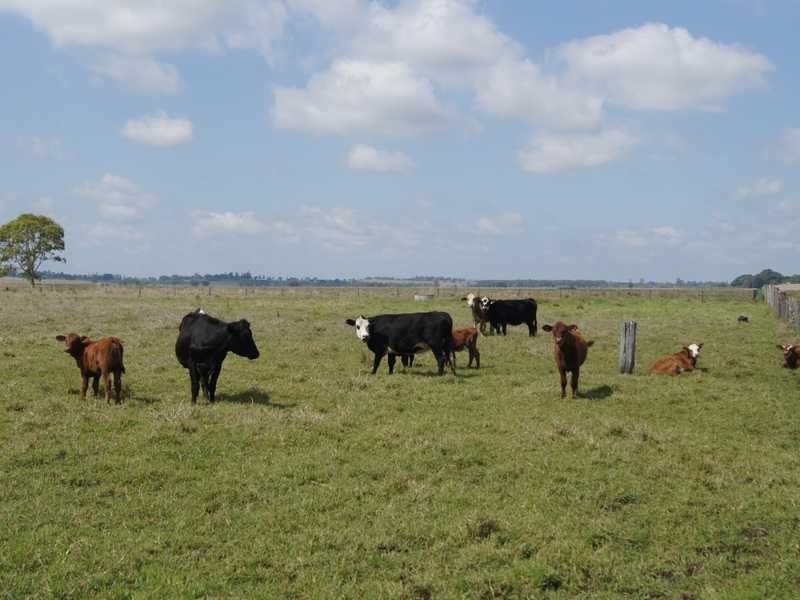 110 Baraimal Lane Cedar Point, Kyogle NSW 2474