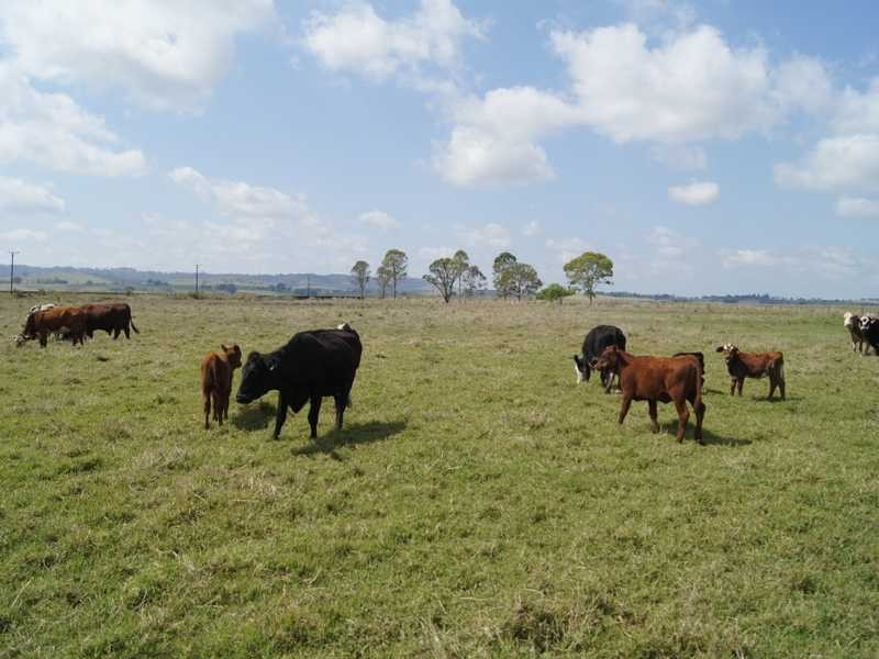 110 Baraimal Lane Cedar Point, Kyogle NSW 2474