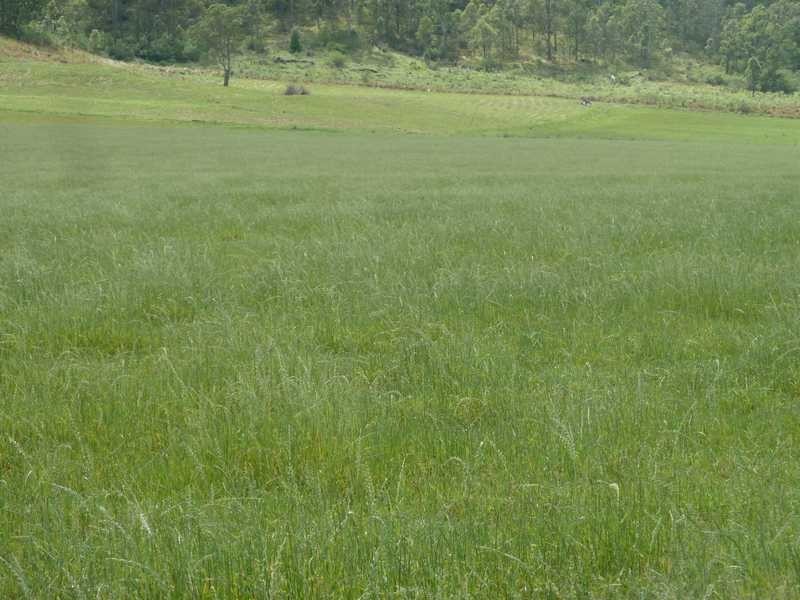 700 Reynolds Road Backmede Via, Kyogle NSW 2474