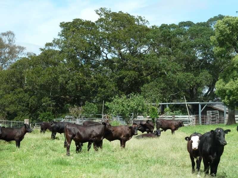 700 Reynolds Road Backmede Via, Kyogle NSW 2474