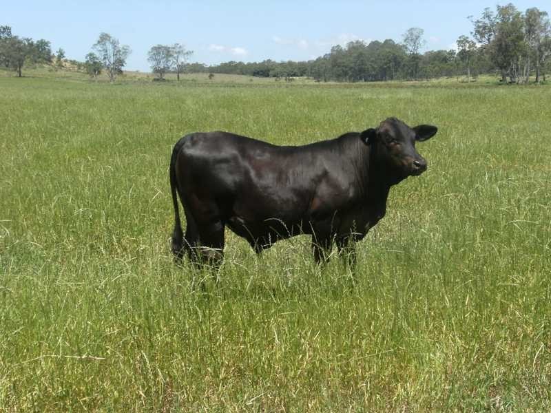700 Reynolds Road, Backmede NSW 2470