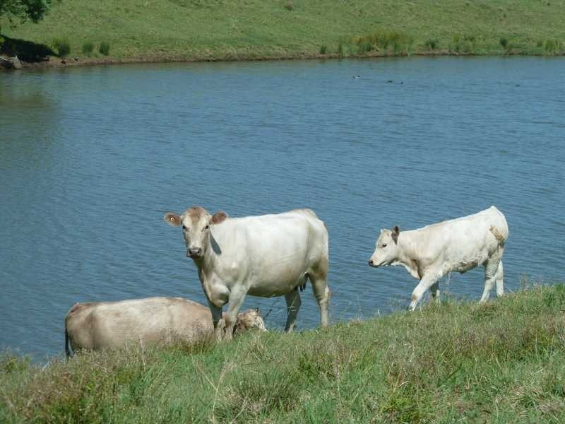 12509 Summerland Way, Kyogle NSW 2474