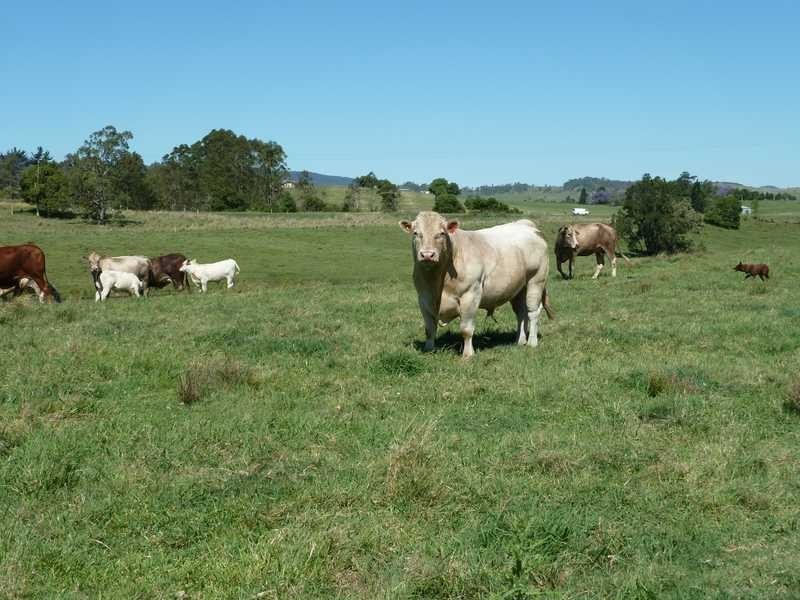 12509 Summerland Way, Kyogle NSW 2474