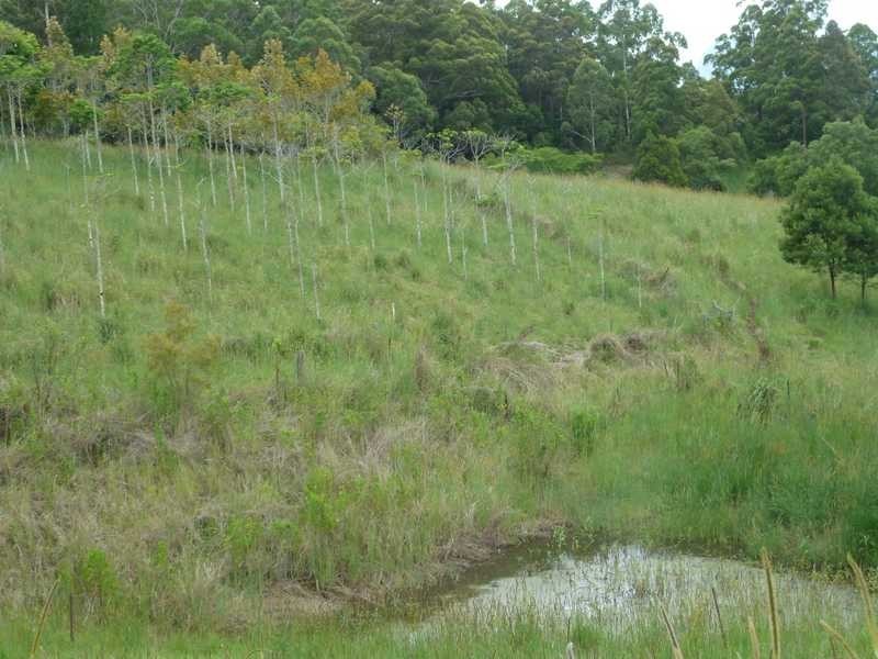 416 Sargents Road HOMELEIGH Via, Kyogle NSW 2474