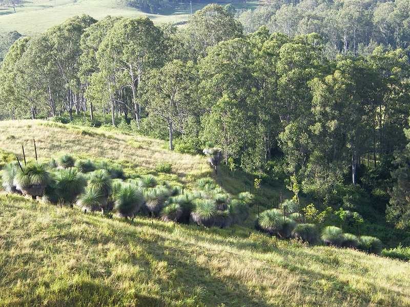 Kyogle NSW 2474
