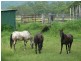 5005 Kyogle road CAWONGLA VIA, Kyogle NSW 2474