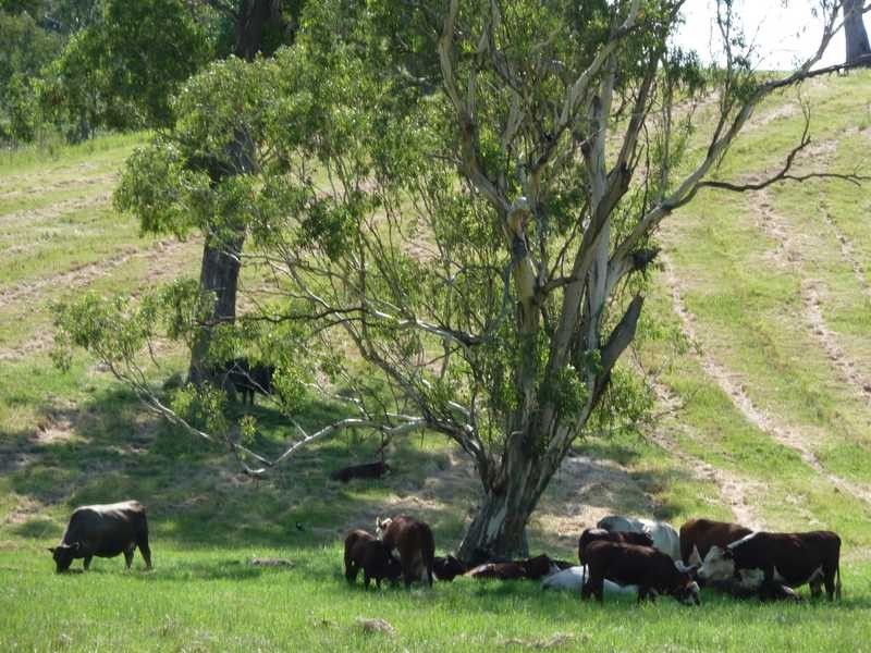 355 Wyndham Road WYNEDEN, Kyogle NSW 2474