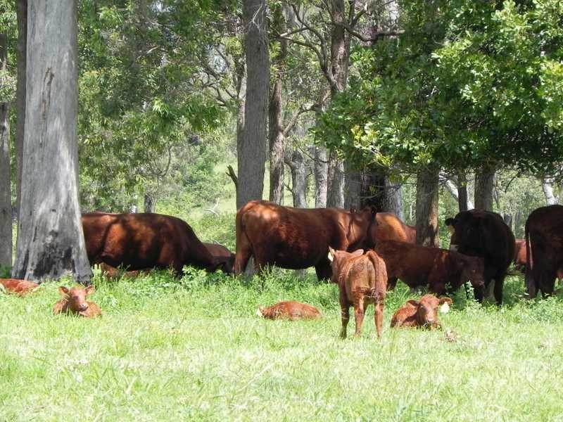 250 Upper Stratheden Road Stratheden, Kyogle NSW 2474