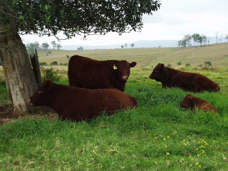 250 Upper Stratheden Road Stratheden, Kyogle NSW 2474