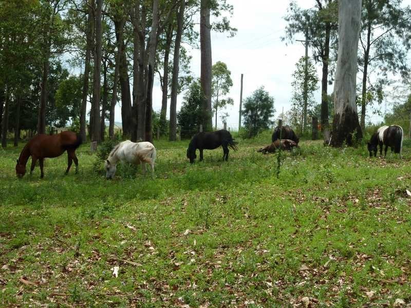 115 Runnymede Road, Kyogle NSW 2474