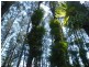 Kyogle NSW 2474