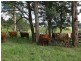 Kyogle NSW 2474