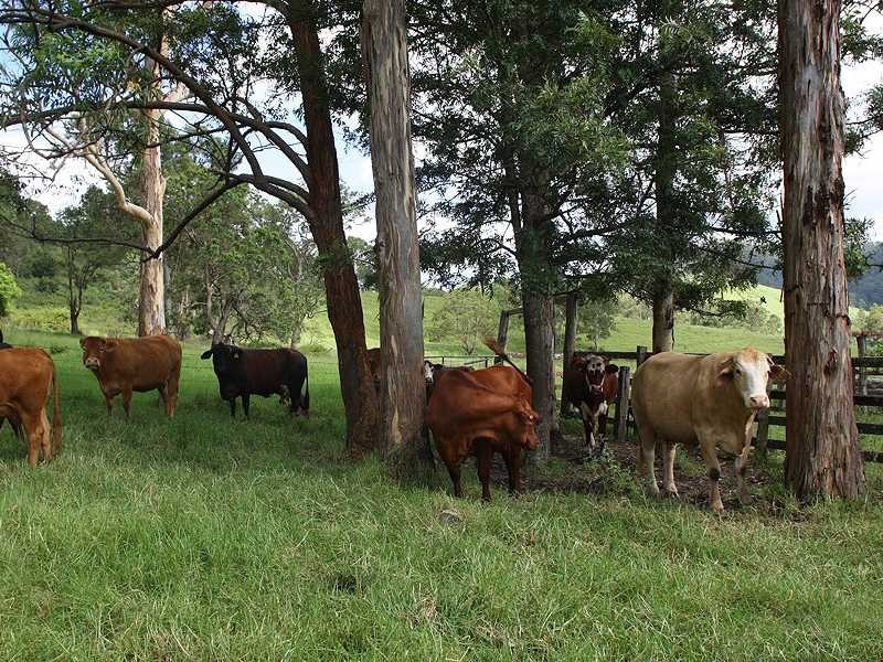 Kyogle NSW 2474