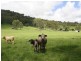 Kyogle NSW 2474