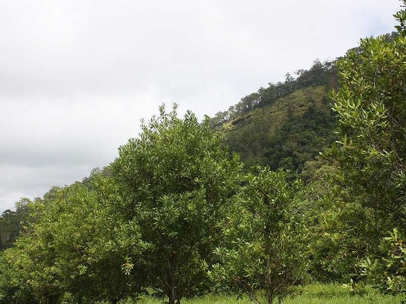 Kyogle NSW 2474