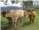 Kyogle NSW 2474