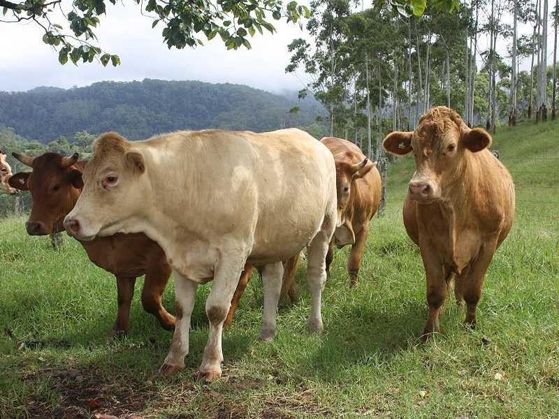 Kyogle NSW 2474