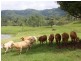 Kyogle NSW 2474