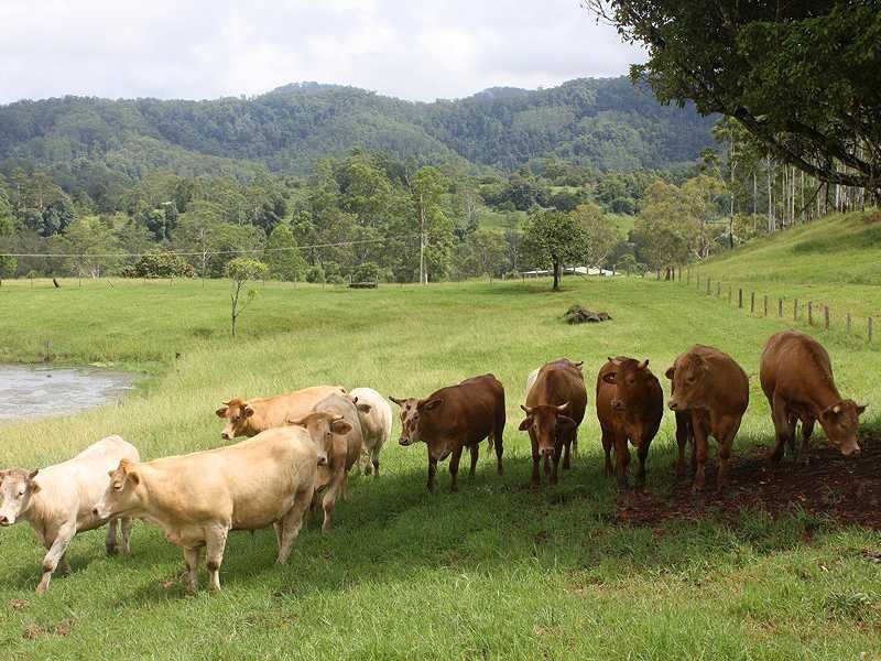 Kyogle NSW 2474