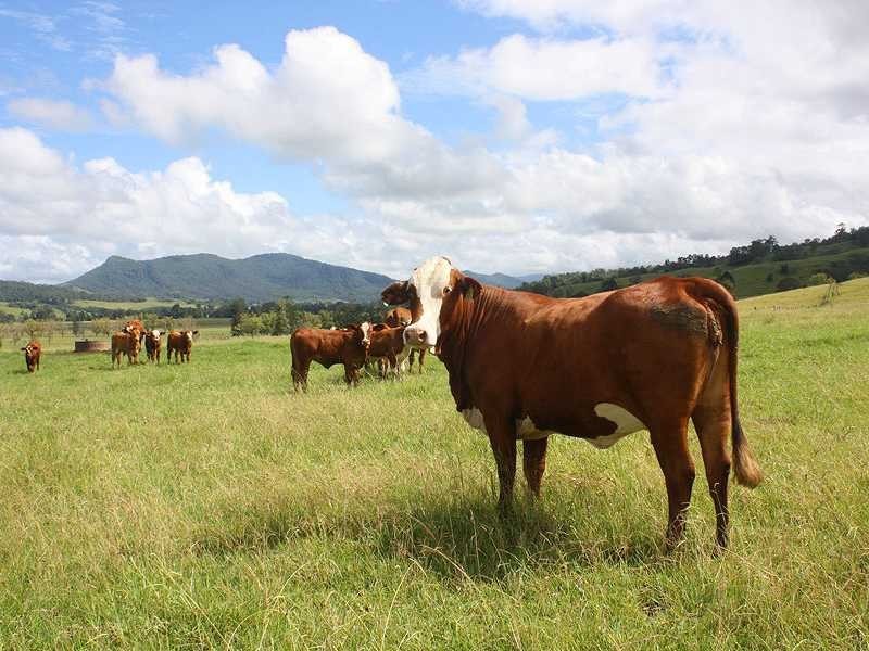 Kyogle NSW 2474