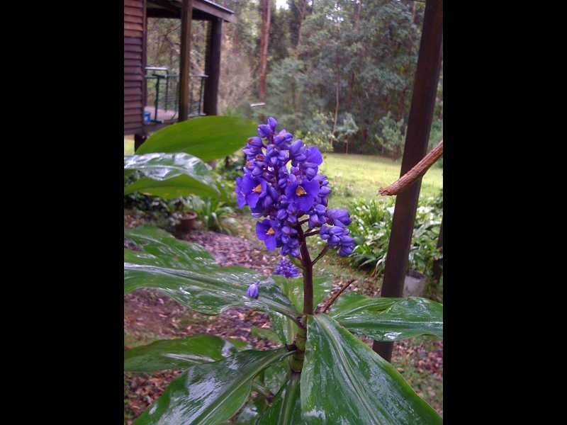 990 Horseshoe Creek Rd, Horseshoe Creek NSW 2474