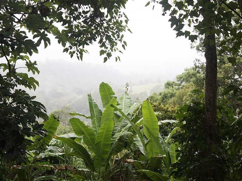 5381 Kyogle Road Cawongla Via, Kyogle NSW 2474