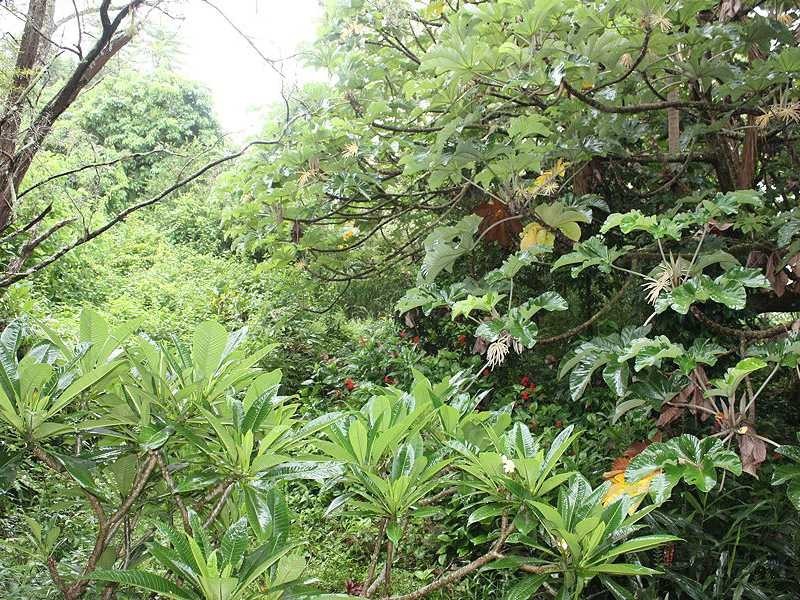 5381 Kyogle Road Cawongla Via, Kyogle NSW 2474