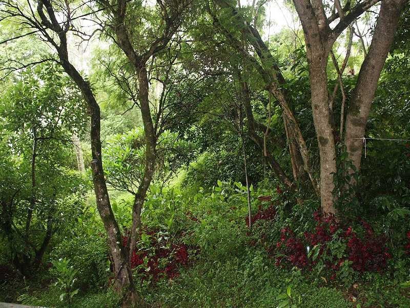 5381 Kyogle Road Cawongla Via, Kyogle NSW 2474