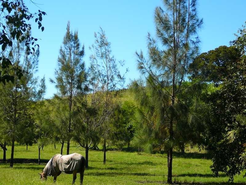 645 Wiangaree Back Road, Kyogle NSW 2474