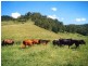 403 Grady’s Creek Road, Gradys Creek NSW 2474