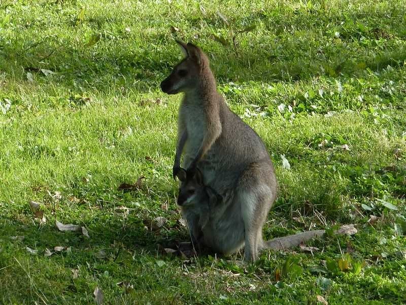 40 Levers Road, Kyogle NSW 2474