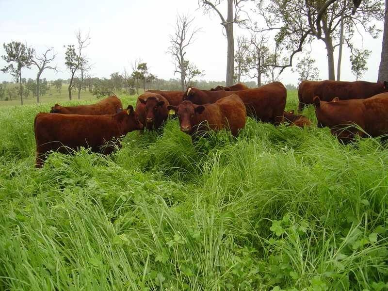 250 Upper Stratheden Road Via, Kyogle NSW 2474