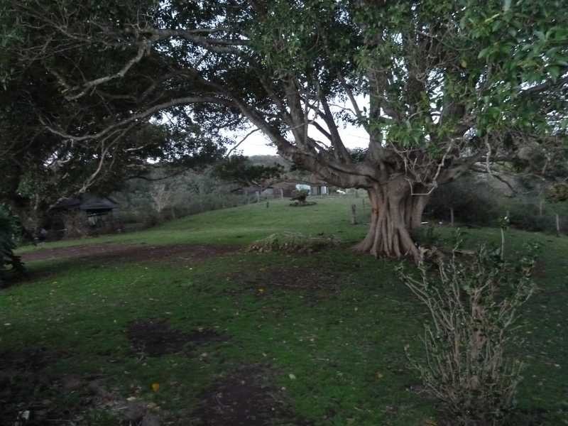 214 Homeleigh Road, Kyogle NSW 2474