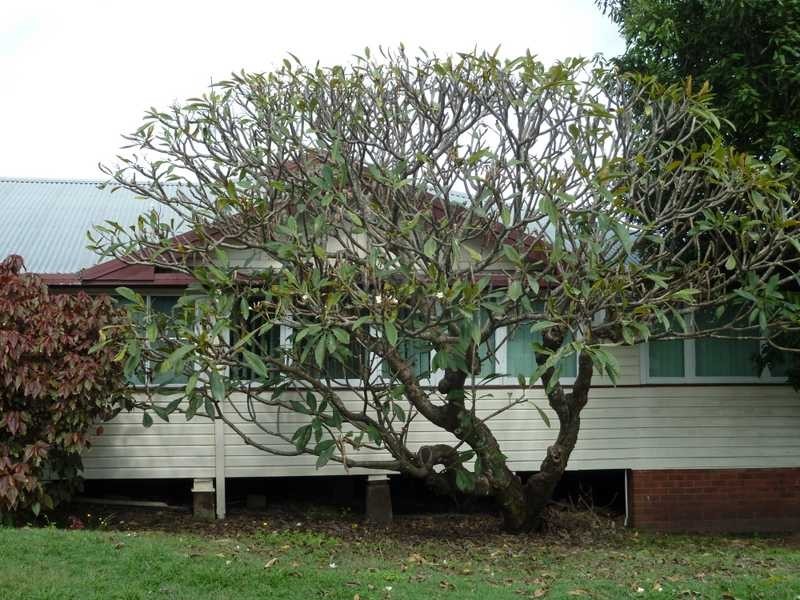 174 Summerland Way, Kyogle NSW 2474